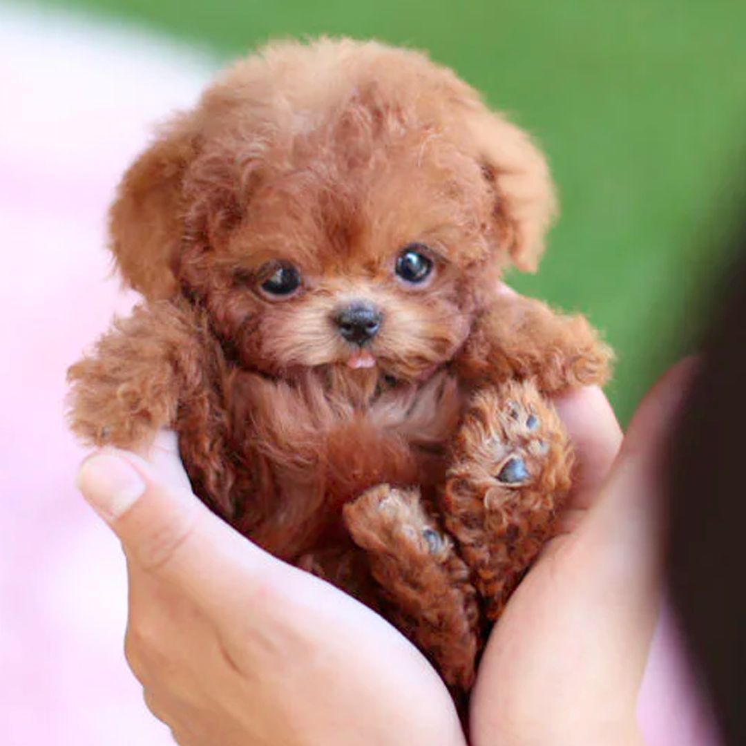 Interactive puppy toy featuring realistic movements and sounds, designed to engage kids in endless fun and imaginative play. 0